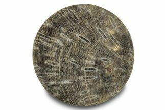 Polished Fossil Rugose Coral Slab - Morocco #276090