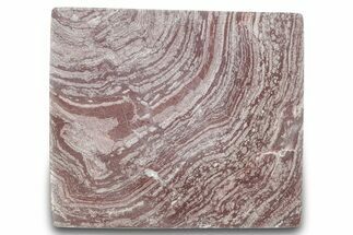Polished, Neoproterozoic Stromatolite (Conophyton) - Morocco #276114
