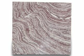 Polished, Neoproterozoic Stromatolite (Conophyton) - Morocco #276116