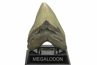 Serrated, Fossil Megalodon Tooth - North Carolina #275522