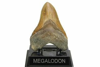 Fossil Megalodon Tooth - North Carolina #275524