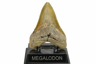 Fossil Megalodon Tooth - North Carolina #275525