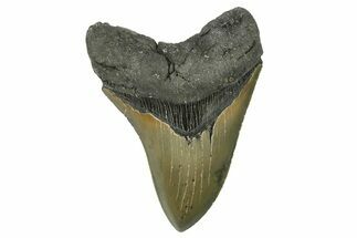 Serrated, Fossil Megalodon Tooth - North Carolina #275527