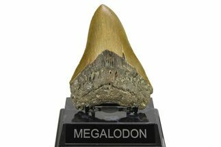 Serrated, Fossil Megalodon Tooth - North Carolina #275528