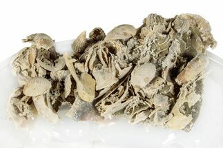 Miniature Fossil Cluster (Ammonites, Scaphopod) - France #276289