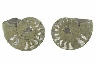 Pyritized Cut Ammonite Fossil Pair - Morocco #276648