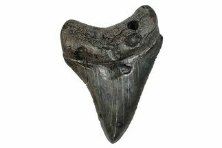 Serrated, Fossil Megalodon Tooth - South Carolina #276425