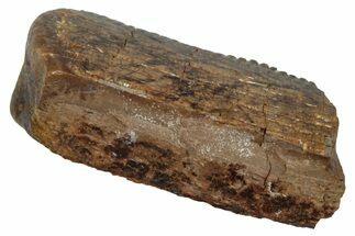 Tyrannosaur Tooth Fragment - Judith River Formation #276499