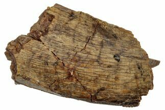Tyrannosaur Tooth Fragment - Judith River Formation #276506