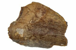 Tyrannosaur Tooth Fragment - Judith River Formation #276507