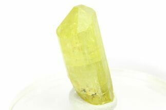 Gemmy Yellow-Green Apatite Crystal - Morocco #276543