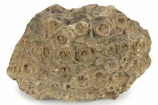 Rough Fossil Coral (Actinocyathus) - Morocco #276738