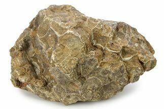 Rough Fossil Coral (Actinocyathus) - Morocco #276749