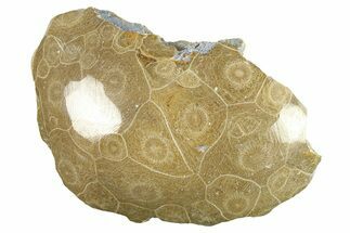 Polished Fossil Coral (Actinocyathus) Head - Morocco #276770