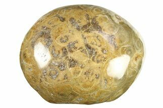 Polished Fossil Coral (Actinocyathus) Head - Morocco #276772