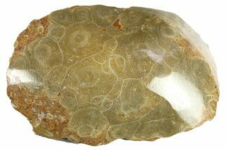 Polished Fossil Coral (Actinocyathus) Head - Morocco #276780