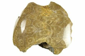 Polished Fossil Coral (Actinocyathus) Head - Morocco #276788