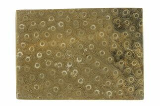 Polished Fossil Rugose Coral Slab - Morocco #276178