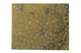 Polished Fossil Rugose Coral Slab - Morocco #276181
