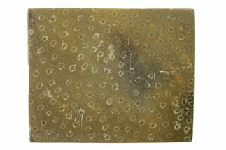 Polished Fossil Rugose Coral Slab - Morocco #276183