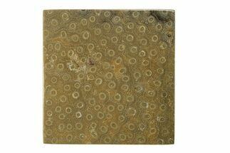 Polished Fossil Rugose Coral Slab - Morocco #276188