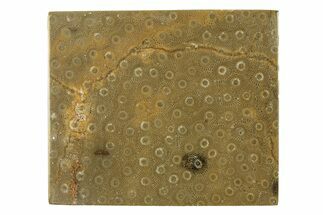 Polished Fossil Rugose Coral Slab - Morocco #276202