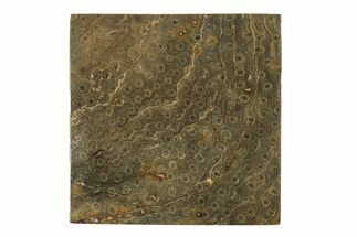 Polished Fossil Rugose Coral Slab - Morocco #276205