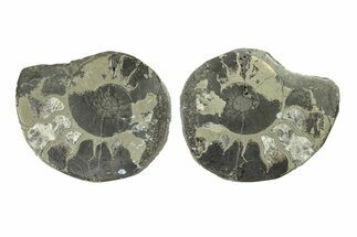 Pyritized Cut Ammonite Fossil Pair - Morocco #276686