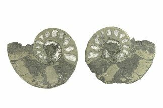 Pyritized Cut Ammonite Fossil Pair - Morocco #276688