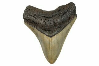 Serrated, Fossil Megalodon Tooth - North Carolina #274007