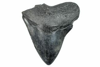 Bargain, Fossil Megalodon Tooth - South Carolina #275292