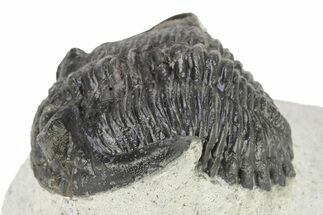 Bargain, Hollardops Trilobite - Ofaten, Morocco #254487