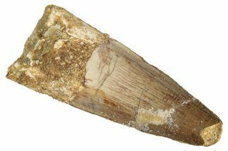 Fossil Spinosaurus Tooth - Real Dinosaur Tooth #276902