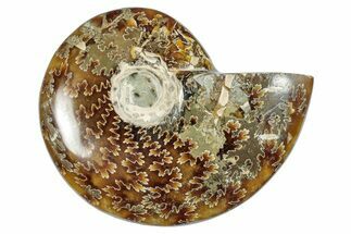 Polished Cretaceous Ammonite (Cleoniceras) Fossil - Madagascar #277045