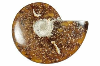Polished Cretaceous Ammonite (Cleoniceras) Fossil - Madagascar #277047
