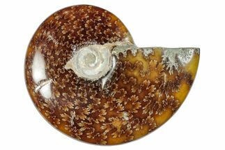 Polished Cretaceous Ammonite (Cleoniceras) Fossil - Madagascar #277053