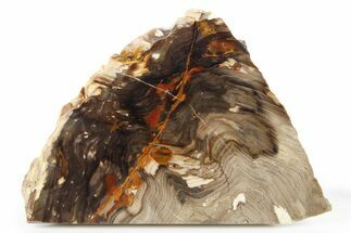 Colorful Petrified Wood Slab - Saddle Mountain, WA #277116