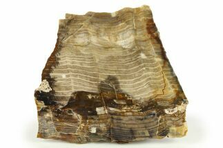 Polished Petrified Wood Slab #277137