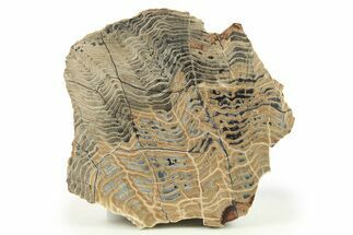 Polished Petrified Wood End-Cut #277138