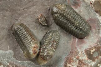 Three Austerops Trilobites On Colorful Rock - Jorf, Morocco #277220