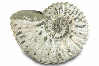 Ammonite (Douvilleiceras) Fossil - Madagascar #277176
