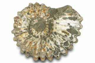 Bumpy Ammonite (Douvilleiceras) Fossil - Madagascar #277178