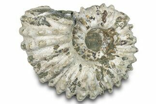 Bumpy Ammonite (Douvilleiceras) Fossil - Madagascar #277179
