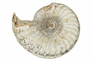 Jurassic Ammonite (Pleuroceras) Fossil - Germany #277198