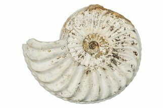 Jurassic Ammonite (Pleuroceras) Fossil - Germany #277204