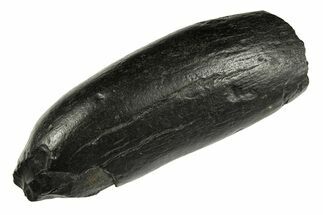 Fossil Sperm Whale (Physeteridae) Tooth - South Carolina #277329