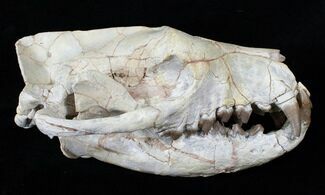 Hyaenodon Skull - White River Formation #15788