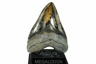 Huge, Serrated Fossil Megalodon Tooth - Polished Blade #277345