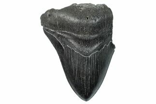 Partial Fossil Megalodon Tooth - South Carolina #277411