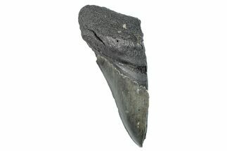 Partial Fossil Megalodon Tooth - Serrated Edge #277427